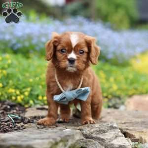 Mr. Bentley, Cavalier King Charles Spaniel Puppy